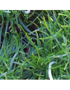 Gazon d'Espagne Splendens perfecta 2