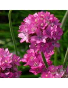 Gazon d'Espagne Splendens perfecta