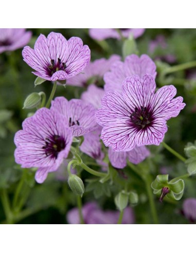 Géranium cinereum Ballerina