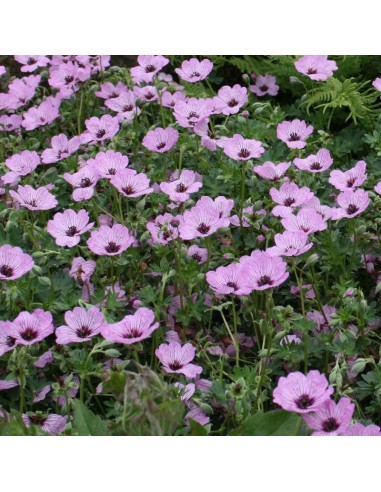 Géranium cinereum Ballerina