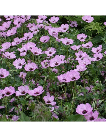 Géranium cinereum Ballerina