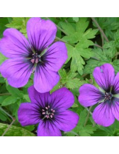 Géranium vivace Anne Thomson