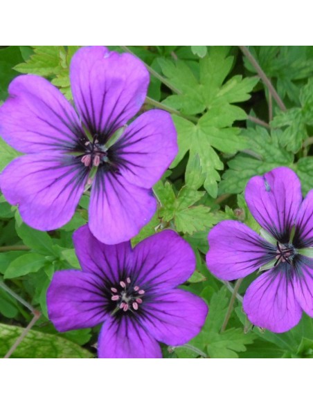 Géranium vivace Anne Thomson