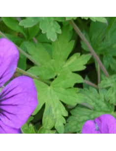 Géranium vivace Anne Thomson 2