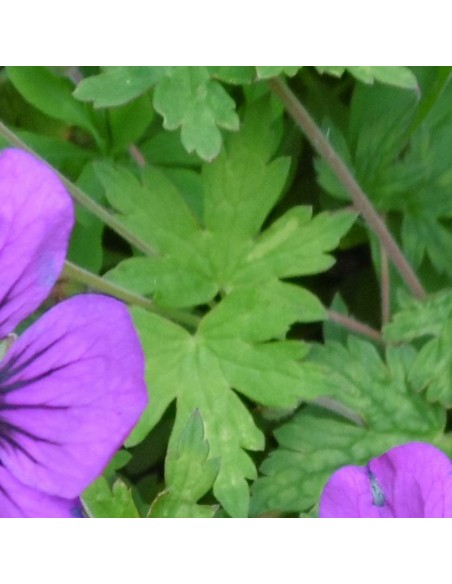 Géranium vivace Anne Thomson