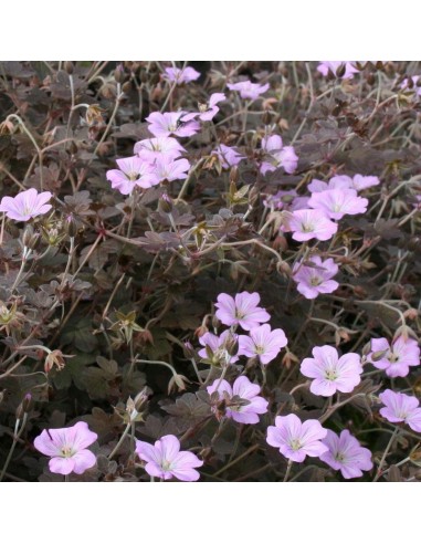 Geranium vivace "Dusky Crug"