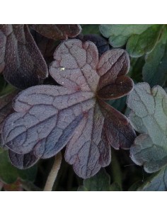 Geranium vivace "Dusky Crug" 2