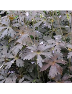 Geranium vivace "Espresso" 2