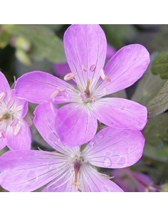 Geranium vivace "Espresso"