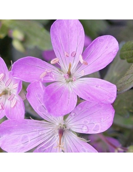 Geranium vivace "Espresso" Geranium vivace "Espresso"