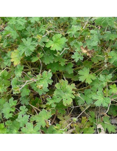 Géranium vivace Joy