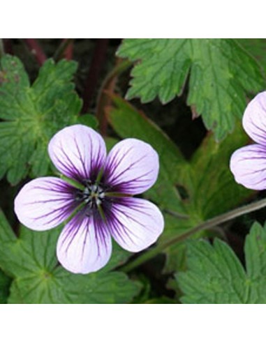 Geranium vivace "Salomé"