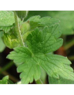 Geranium vivace "Salomé" 2