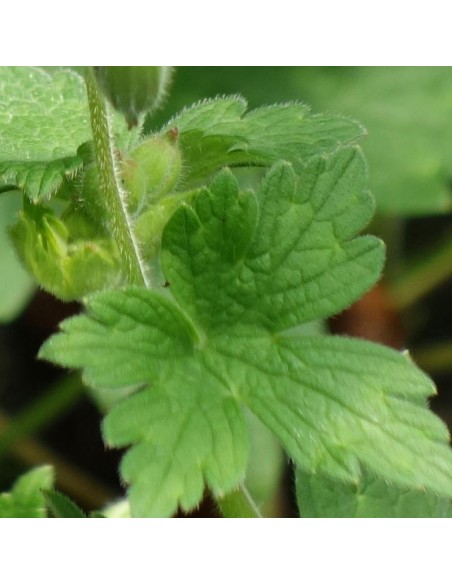 Geranium vivace Salomé