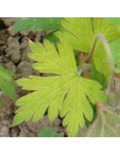 Géranium vivace Sandrine 2