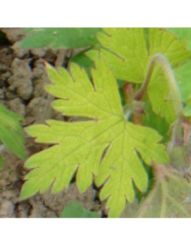 Géranium vivace Sandrine