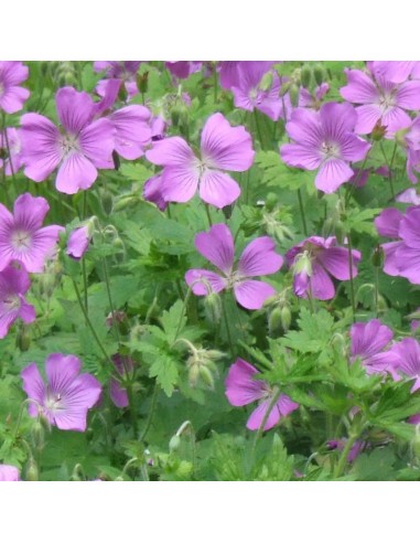 Geranium vivace Sirak