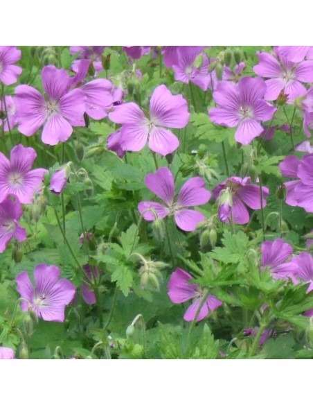 Geranium vivace Sirak