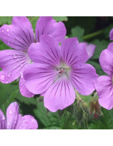 Geranium vivace Sirak