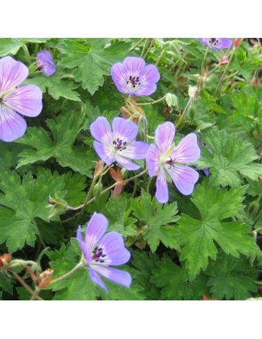 Géranium vivace "Sweet Heidi"