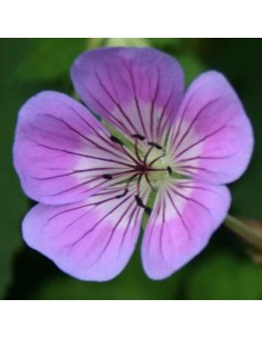 Géranium vivace "Sweet Heidi" 2