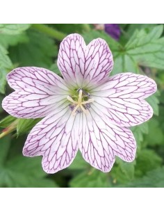 Geranium vivace Versicolor 2
