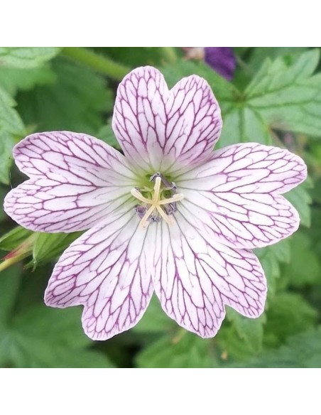 Geranium vivace Versicolor