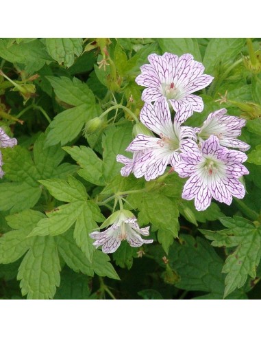 Geranium vivace Versicolor