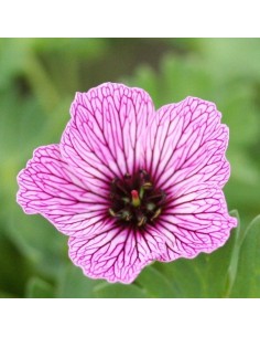 Géranium vivace à feuilles cendrées "Laurence Flatman"