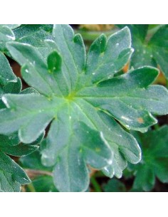 Géranium vivace à feuilles cendrées "Laurence Flatman" 2