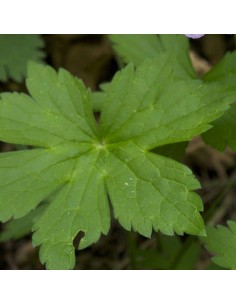 Geranium vivace Album 2