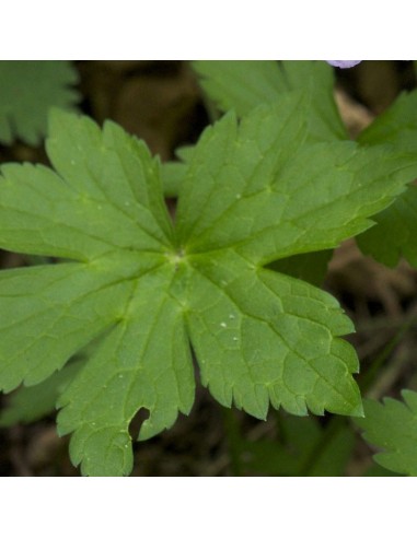 Geranium vivace Album