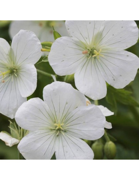Geranium vivace Album