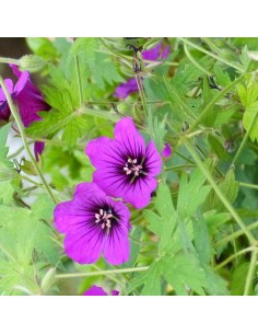 Géranium vivace Ann Folkard