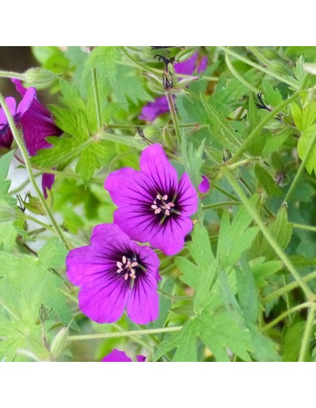 Géranium vivace Ann Folkard