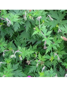 Géranium vivace Ann Folkard 2