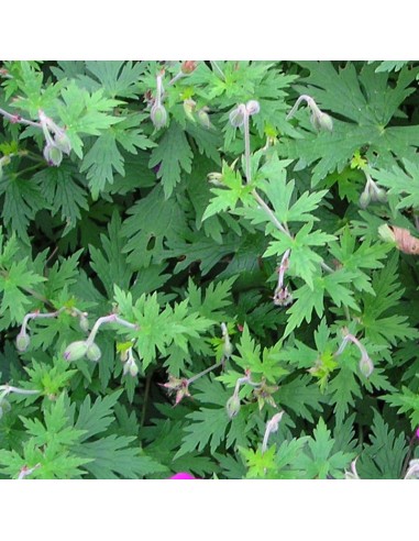 Géranium vivace Ann Folkard