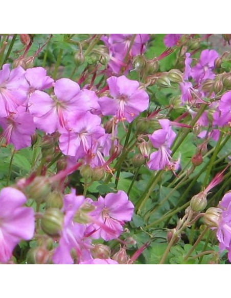 Geranium vivace Berggarten