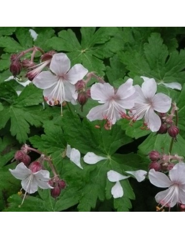 Geranium vivace Biokovo