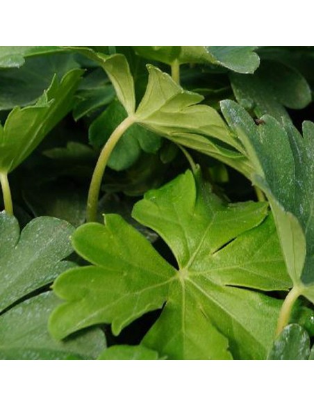 Geranium vivace Biokovo