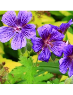 Géranium vivace Blue blood 2