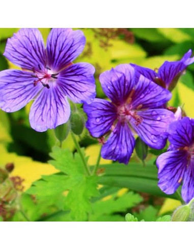 Géranium vivace Blue blood