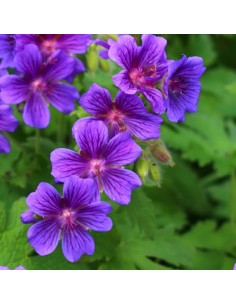 Géranium vivace Blue blood
