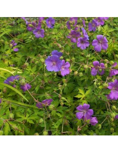 Géranium vivace Blue sunrise 2
