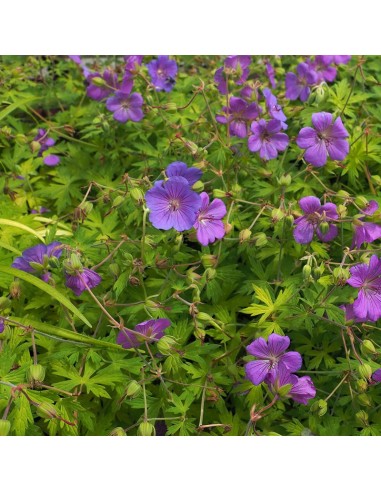 Géranium vivace Blue sunrise