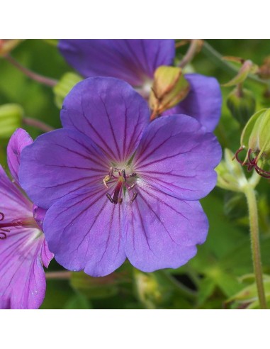 Géranium vivace Blue sunrise