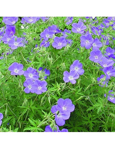 Géranium vivace Brookside