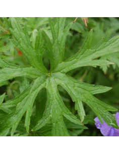 Géranium vivace Brookside 2