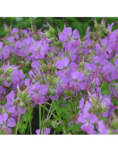 Geranium vivace Cambridge