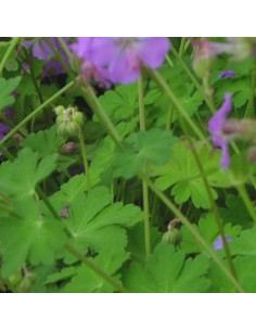 Geranium vivace Cambridge 2